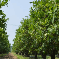 加阻燃母粒的阻燃劑分析